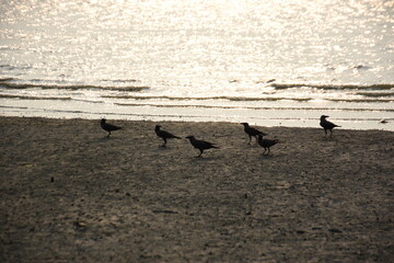 Three black crows stand on a sandy riverbank near the water's edge, each facing different directions. Gentle waves lap at the serene riverside, creating a natural and peaceful scene.