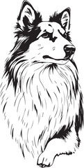 Sheltie Dog. Hand drawn vector illustration	