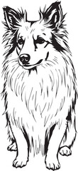 Sheltie Dog. Hand drawn vector illustration	