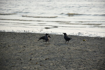 Three black crows stand on a sandy riverbank near the water's edge, each facing different directions. Gentle waves lap at the serene riverside, creating a natural and peaceful scene.