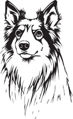 Sheltie Dog. Hand drawn vector illustration	