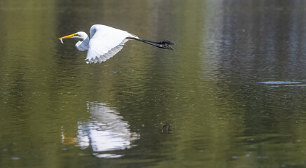 Intermediate egret (Ardea intermedia) bird hunting fish in forest.