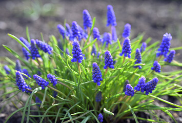 Blooming Muscari (Muscari armeniacum) in Spring Garden
