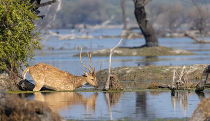 Spotted deer in the forest.