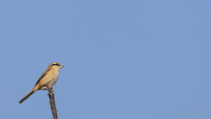 Grey shrike (Lanius excubitor) bird perching on tree branch.