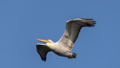 Great white pelican (Pelecanus onocrotalus) or rosy pelican bird at forest. Pelican migration in India during winter season.