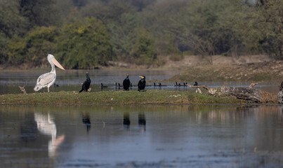 Dalmatian Pelican (Pelecanus crispus) floatin in river during the winter migration in the forest.