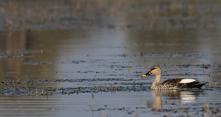 Northern shoveler (Spatula clypeata) duck floating on river in forest.
