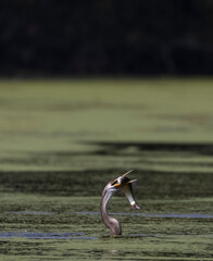 Oriental darter (Anhinga melanogaster) or snake bird perching near water body with fish.
