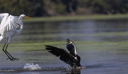 Intermediate egret (Ardea intermedia) snatching fish from the beak of Oriental darter (Anhinga melanogaster) during fighting for the fish at river in the forest during winter migration.