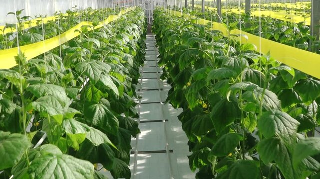 Rows of healthy cucumber plants with large green leaves thrive in a controlled greenhouse environment under diffused natural light, supported by vertical strings.