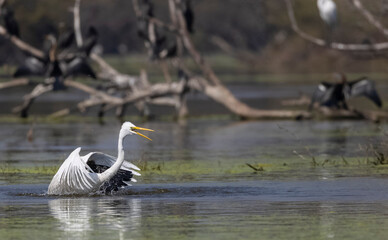 Intermediate egret (Ardea intermedia) snatching fish from the beak of Oriental darter (Anhinga melanogaster) during fighting for the fish at river in the forest during winter migration.