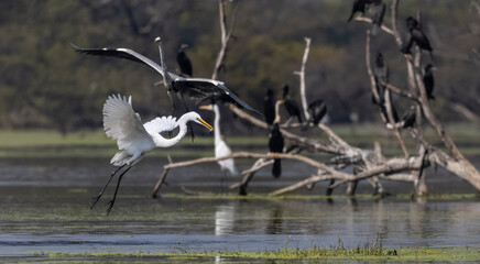 Intermediate egret (Ardea intermedia) snatching fish from the beak of Oriental darter (Anhinga...