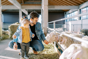 Little girl stands next to dad squatting and feeding hay to sheep through a paddock fence