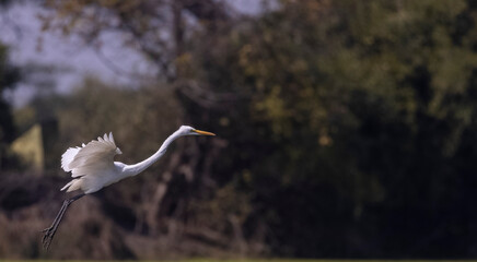 Intermediate egret (Ardea intermedia) snatching fish from the beak of Oriental darter (Anhinga melanogaster) during fighting for the fish at river in the forest during winter migration.