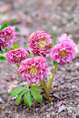 Pink double-flowered hellebore flowers blooming in a garden in early spring.