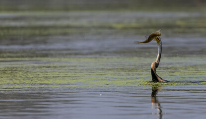 Oriental darter (Anhinga melanogaster) or snake bird fishing in river during winter migration in...