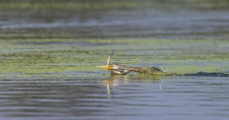 Oriental darter (Anhinga melanogaster) or snake bird fishing in river during winter migration in...