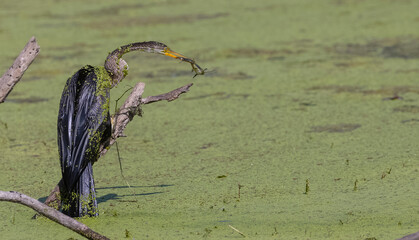 Oriental darter (Anhinga melanogaster) or snake bird perching near water body with fish.