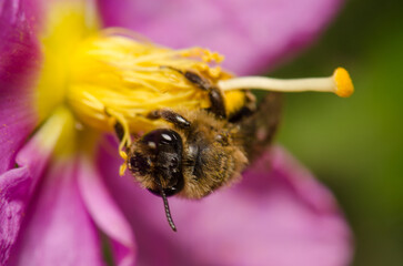Western honey bee Apis mellifera on a flower of Cistus horrens. Integral Natural Reserve of Inagua....