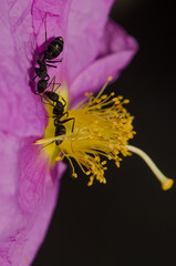 Ants Camponotus feae on a flower of Cistus horrens. Integral Natural Reserve of Inagua. Gran Canaria. Canary Islands. Spain.