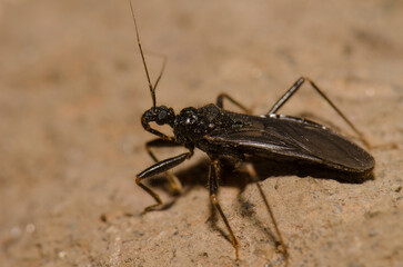 Masked hunter Reduvius personatus. The Nublo Rural Park. Tejeda. Gran Canaria. Canary Islands. Spain.