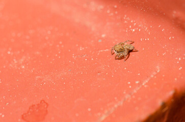 Female jumping spider Aelurillus lucasi. The Nublo Rural Park. Tejeda. Gran Canaria. Canary Islands. Spain.