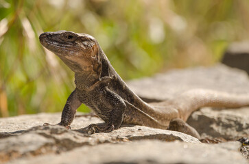 Male Gran Canaria giant lizard Gallotia stehlini. Gran Canaria. Canary Islands. Spain.