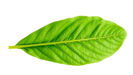 Obraz premium one pieces vibrant green rocket salad leave with transparent background png