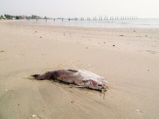 Dead fish