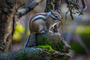 Streifenhörnchen