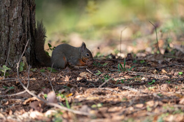 木の実を食べる可愛いニホンリス