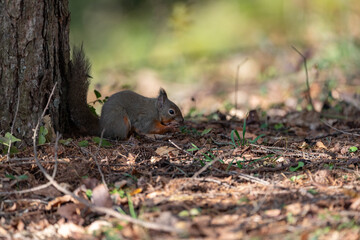 木の実を食べる可愛いニホンリス