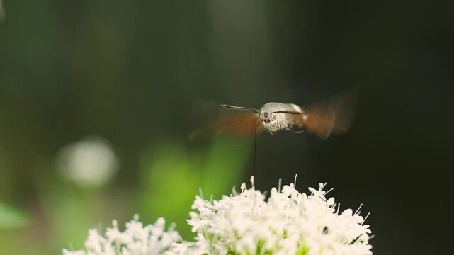 A Hummingbird Hawk-Moth hovers above a flower, searching for nectar. A captivating moment in nature, showcasing the beauty of this unique insect and its interaction with flowers. Beautiful insects