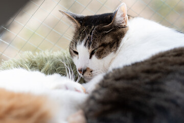 窓辺で眠る可愛い猫　キジトラ白