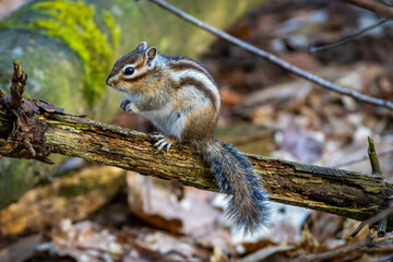 Streifenhörnchen