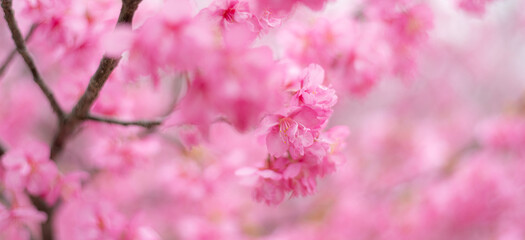 満開に咲く早咲きの河津桜	