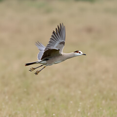 Obraz premium grey crowned crane