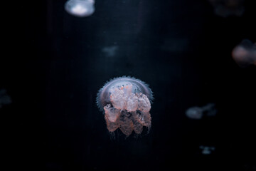 jellyfish in the water