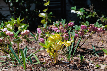 Yellow hellebore flowers blooming in early spring garden.