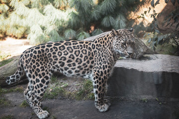 leopard on the rock