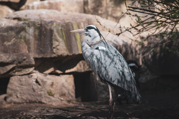 Grey Heron Standing by the Water
