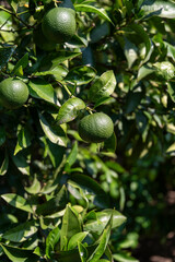 Miyagawa Mandarin, also known as Satsuma Miyagawa, on the tree.
