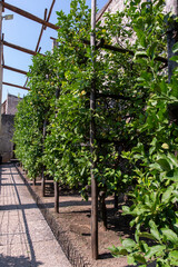 Lemon plantation outdoors