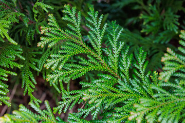 Beautiful japanese cypress leaf in the forest.