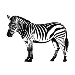 Obraz premium Striking black and white zebra stands proudly against a plain background in a captivating display of nature's beauty