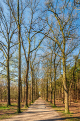 Straight path in a forest with still bare trees. It is a sunny day with a blue sky in the beginning of the Dutch spring season.