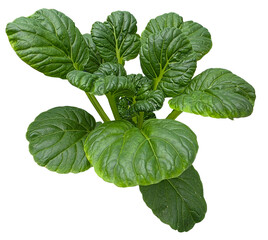 Fresh Tatsoi or Tat Choy Vegetable Plant