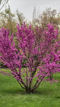 Blossomed purple tree in green park
