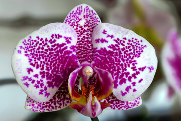 a bud of one Arwen orchid houseplant